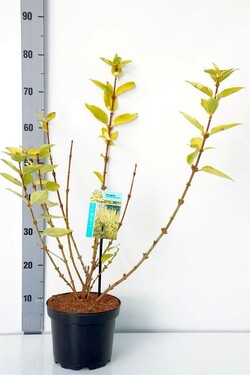 Forsitija tarpinė (Lot Forsythia int.) 'Goldrausch' C3/P19 40-50 CM