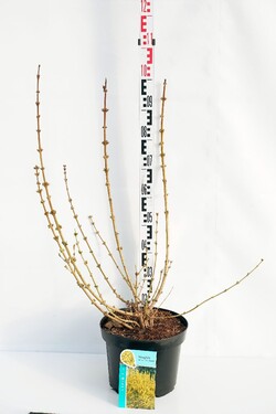 Forsitija tarpinė (Lot Forsythia int.) 'Goldrausch' C10 50-60 CM