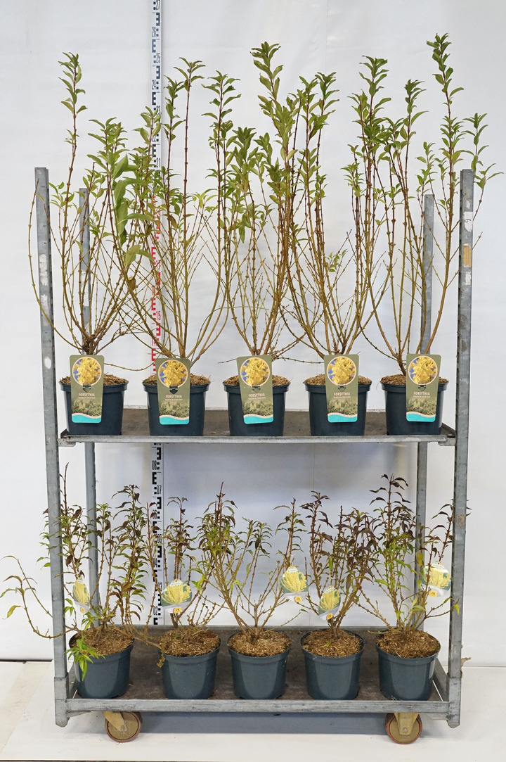 Forsitija tarpinė MIX (Lot Forsythia in) C5/P23 60-80 CM