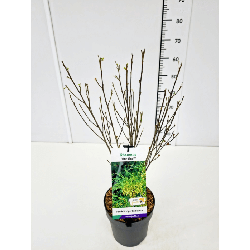 Šaltekšnis paprastasis (Lot Frangula a.) 'Fine Line' C3/P19 40-60 CM