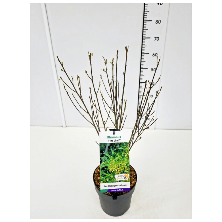 Šaltekšnis paprastasis (Lot Frangula a.) 'Fine Line' C3/P19 40-60 CM