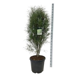 Šaltekšnis paprastasis (Lot Frangula a.) 'Fine Line' C55 125-150CM EXTRA