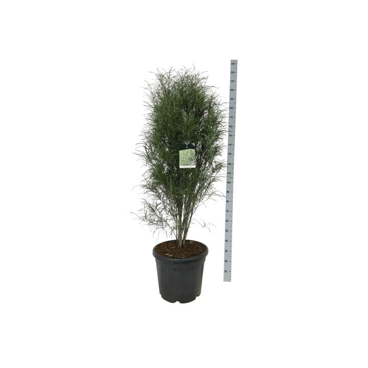 Šaltekšnis paprastasis (Lot Frangula a.) 'Fine Line' C30 125-150CM EXTRA