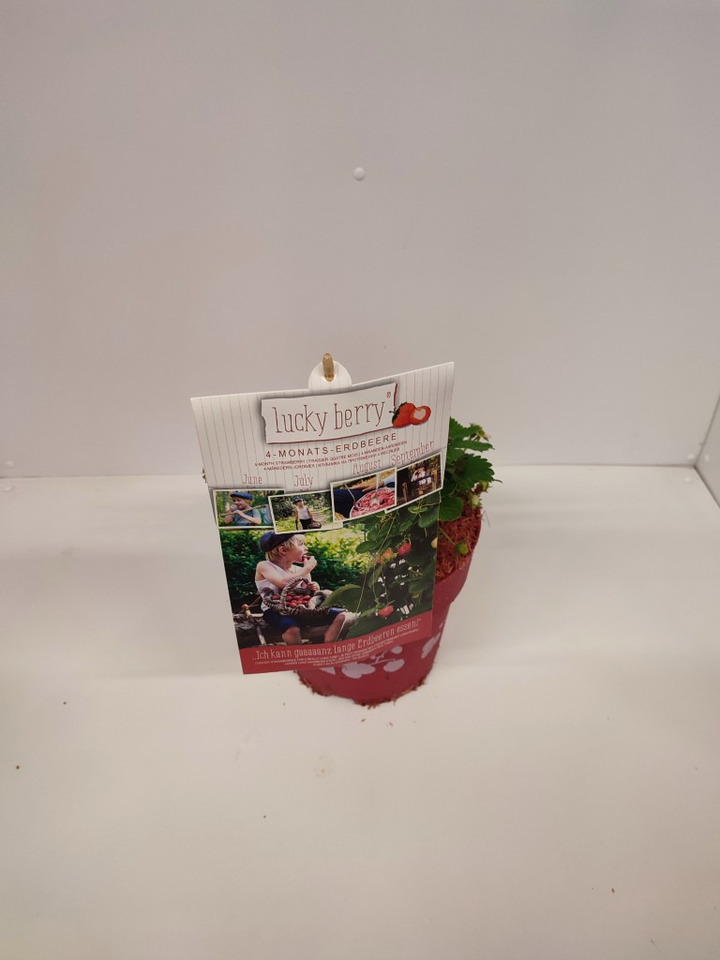Braškė (Lot Fragaria) 'Lucky Berry' C5/P23 40-50 CM