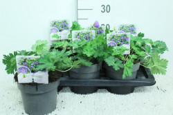 Snaputis (Lot Geranium) 'Rozanne' C2/P17 20/+ CM