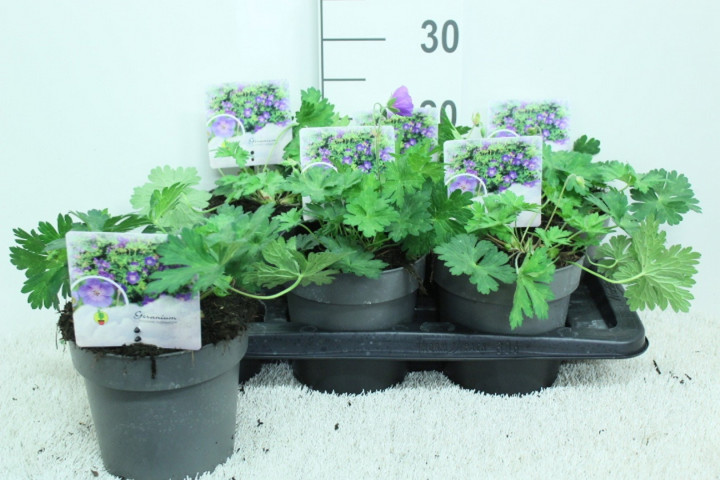 Snaputis (Lot Geranium) 'Rozanne' C2/P17 20/+ CM