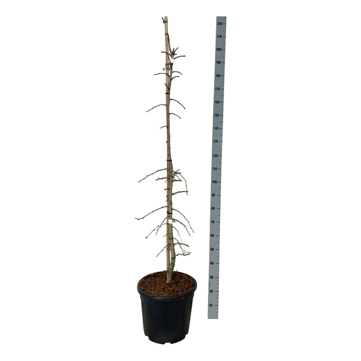 Ginkmedis dviskiautis (Lot Ginkgo bil.) 'China Pendula' C30 150-175CM EXTRA