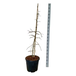 Ginkmedis dviskiautis (Lot Ginkgo bil.) 'China Pendula' C30 125-150CM EXTRA