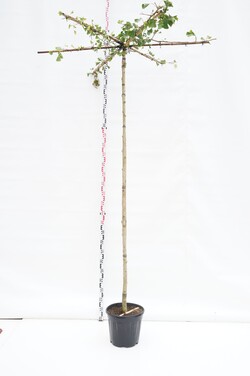 Ginkmedis dviskiautis (Lot Ginkgo biloba) C20 KAMIENO APIMTIS 8-10 CM STANDARD