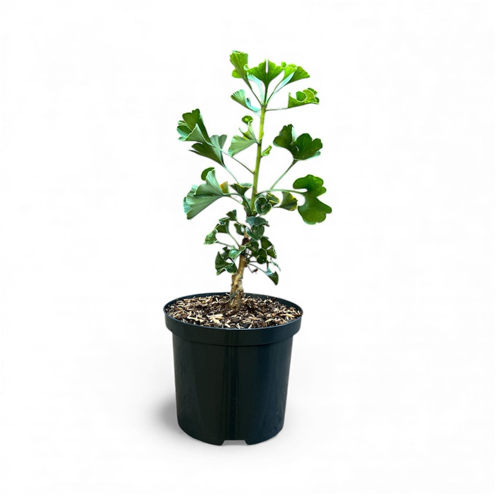 Ginkmedis dviskiautis (Lot Ginkgo bil.) 'Jehoshaphat' C2,5/P18 25-30 CM