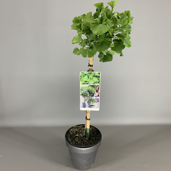 Ginkmedis dviskiautis (Lot Ginkgo biloba) 'Mariken' C3 STIEBAS 50 CM