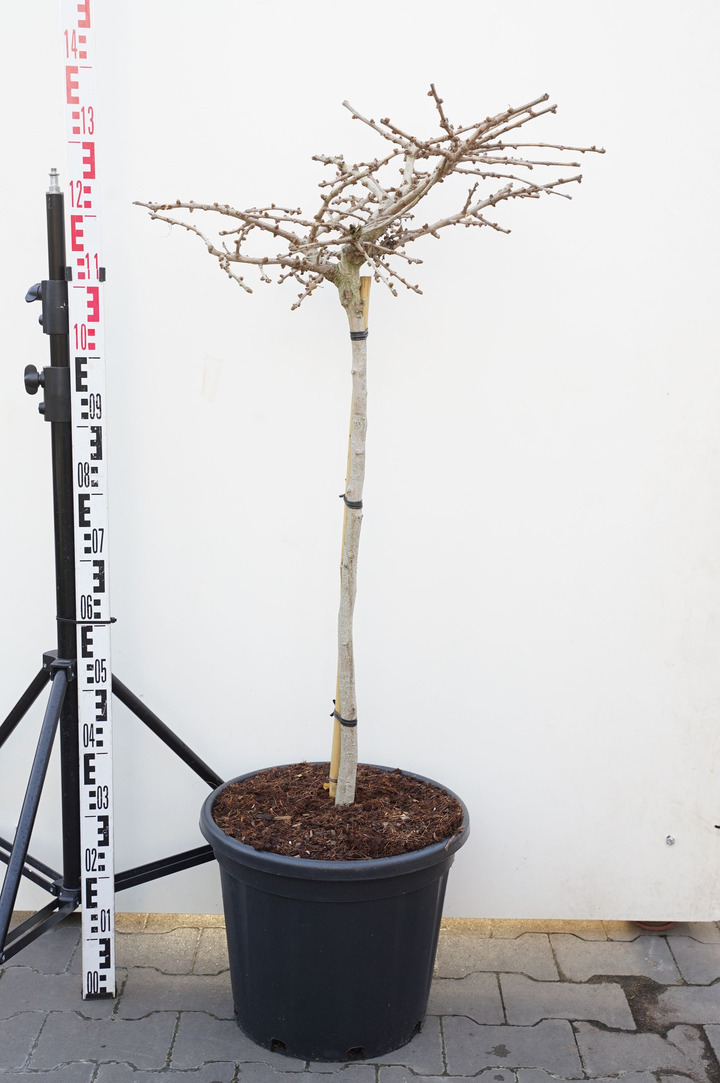 Ginkmedis dviskiautis (Lot Ginkgo biloba) 'Mariken' C30 STIEBAS 80 CM