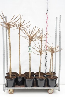 Ginkmedis dviskiautis (Lot Ginkgo biloba) 'Mariken' MIX CC STEMS