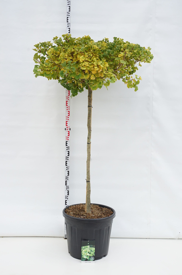 Ginkmedis dviskiautis (Lot Ginkgo biloba) 'Mariken' C55 STIEBAS 120 CM