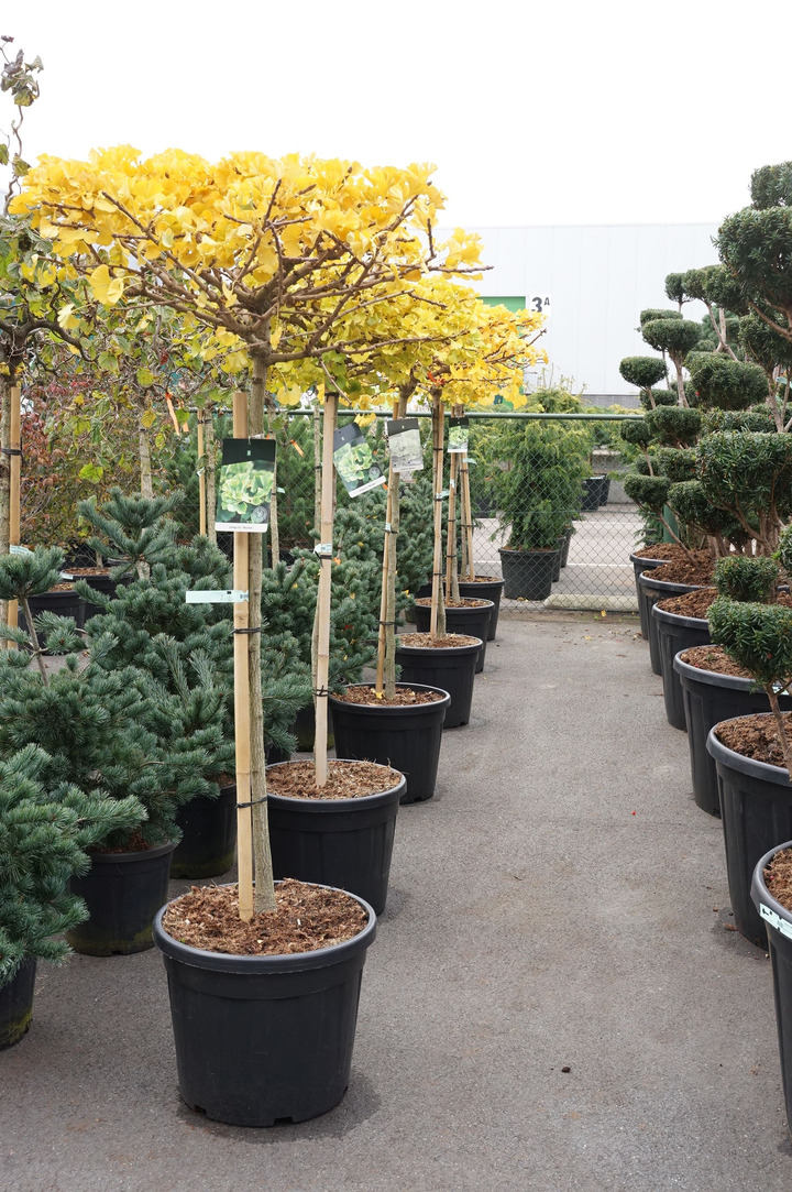 Ginkmedis dviskiautis (Lot Ginkgo biloba) 'Mariken' C55 STIEBAS 120 CM