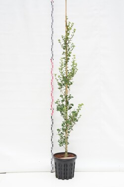 Ginkmedis dviskiautis (Lot Ginkgo biloba) 'Menhir' C35 KAMIENO APIMTIS 6-8 CM