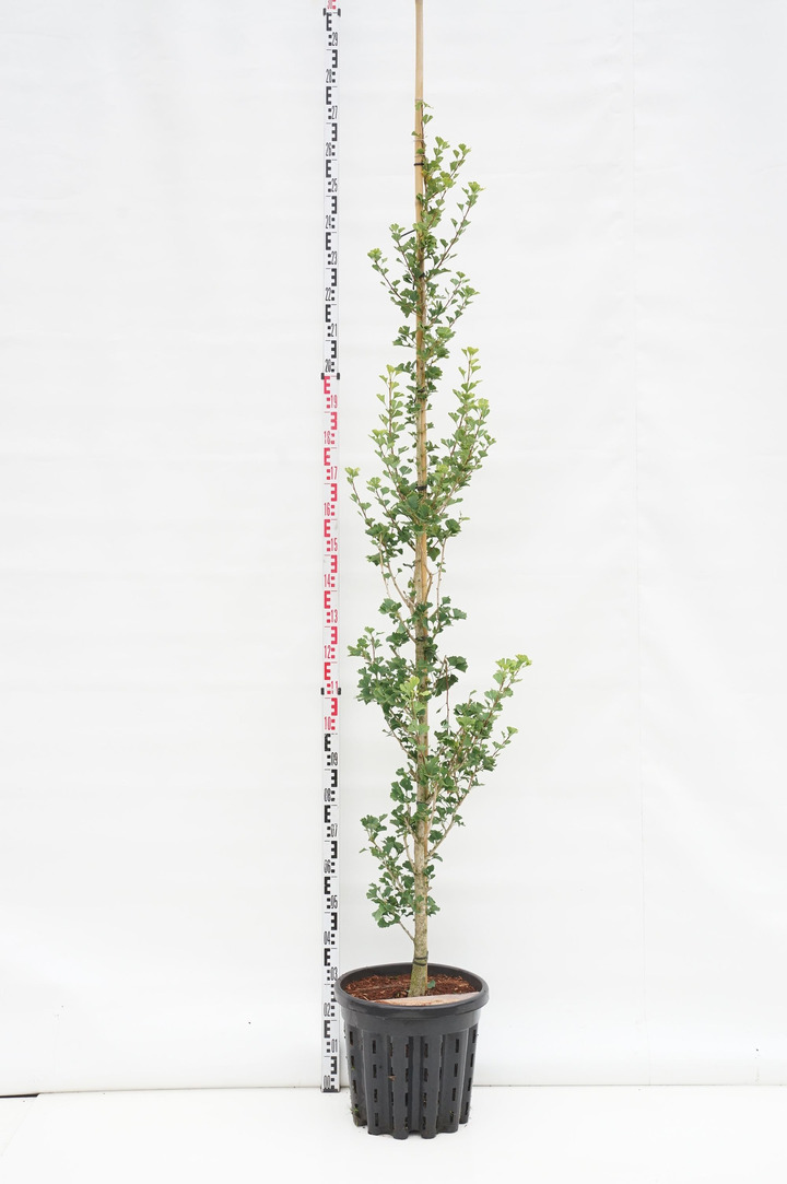 Ginkmedis dviskiautis (Lot Ginkgo biloba) 'Menhir' C35 KAMIENO APIMTIS 6-8 CM