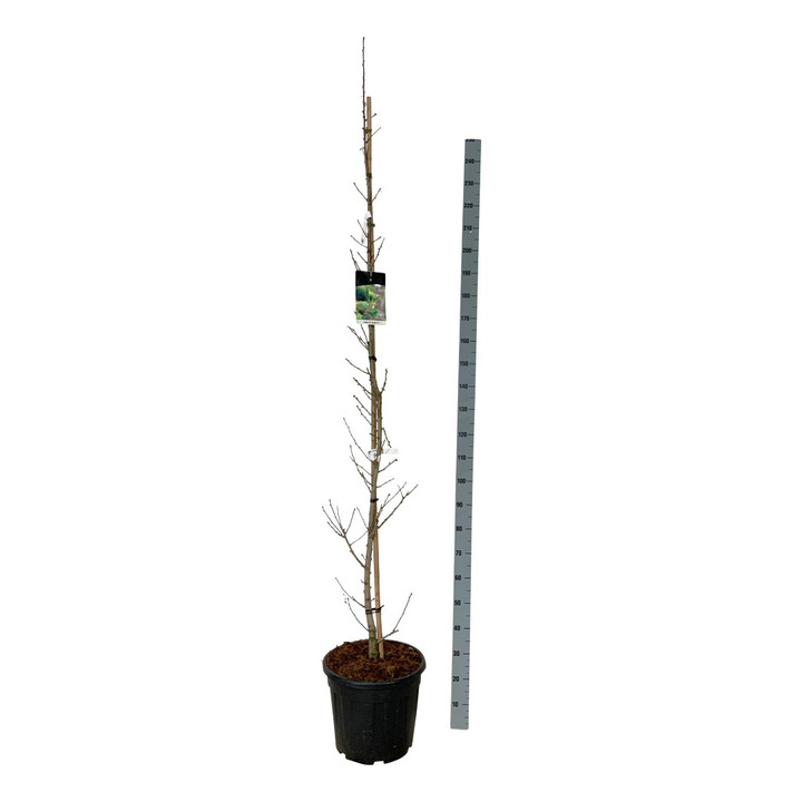Ginkmedis dviskiautis (Lot Ginkgo biloba) 'Menhir' C30 175-200CM EXTRA