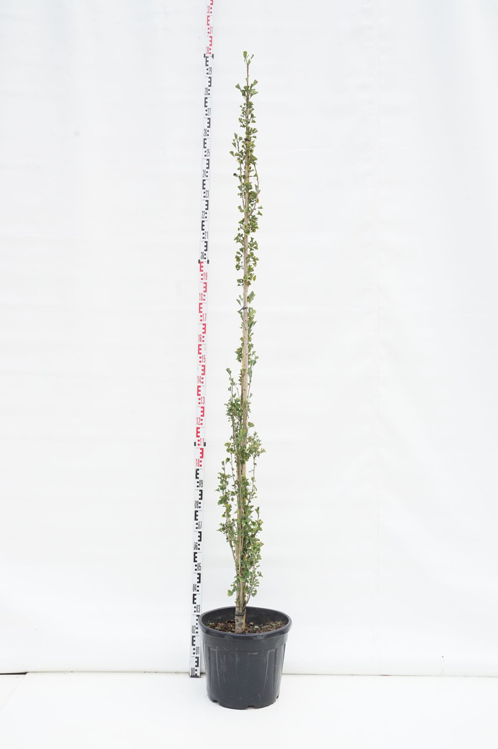 Ginkmedis dviskiautis (Lot Ginkgo bil.) 'Obelisk' C35 200-250 CM