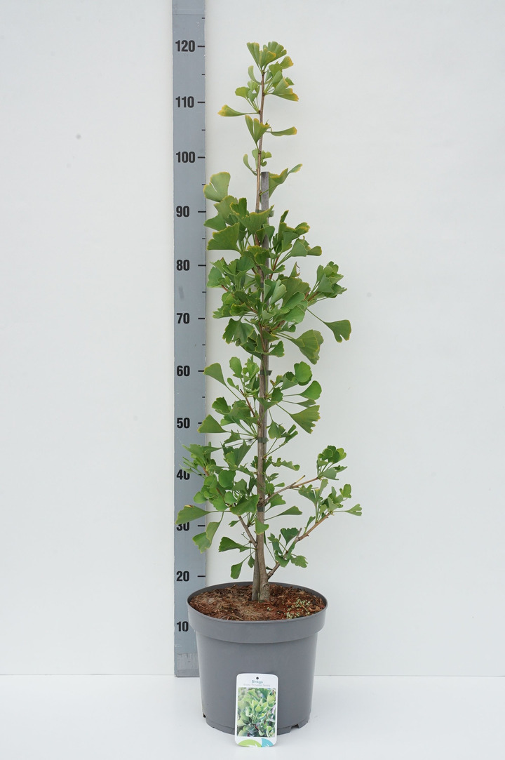Ginkmedis dviskiautis (Lot Ginkgo biloba) 'Princeton Sentry' C7,5/P26 80-100 CM