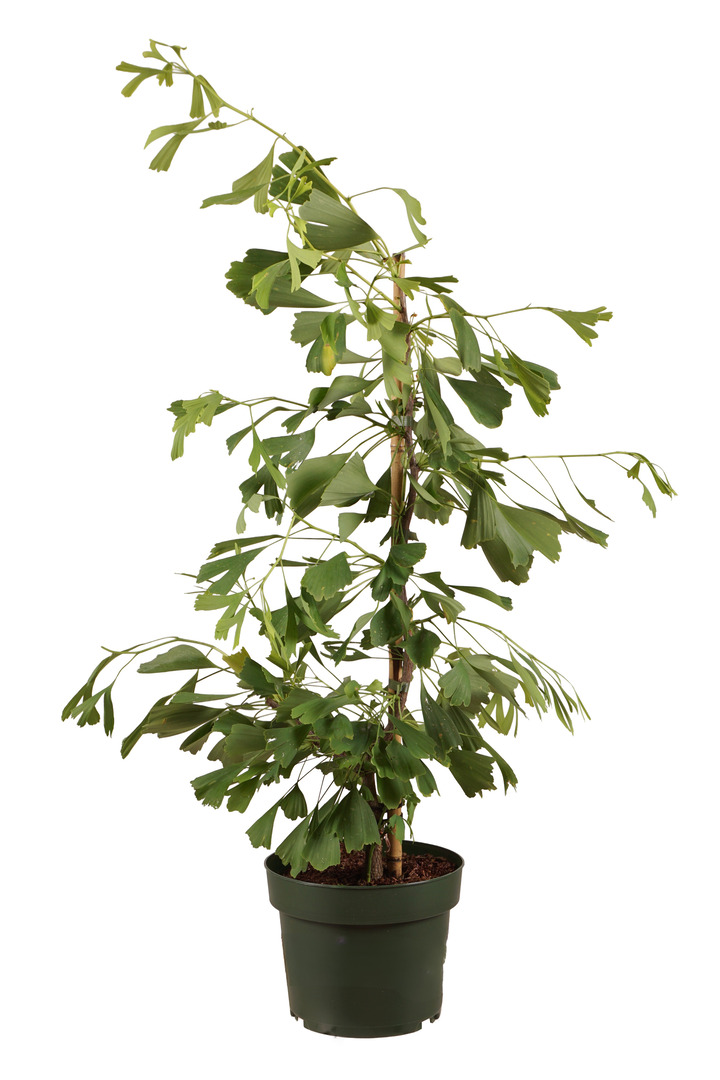Ginkmedis dviskiautis (Lot Ginkgo biloba) 'Saratoga' C5/P23 40-50 CM
