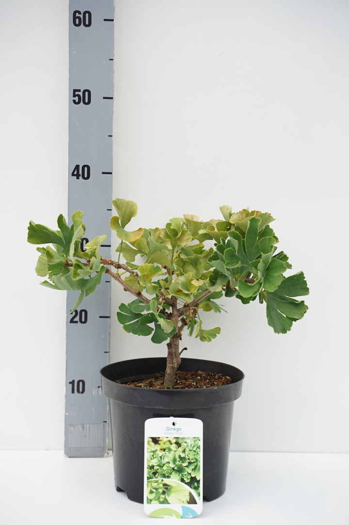 Ginkmedis dviskiautis (Lot Ginkgo biloba) 'Troll' C3/P19 15/+ CM