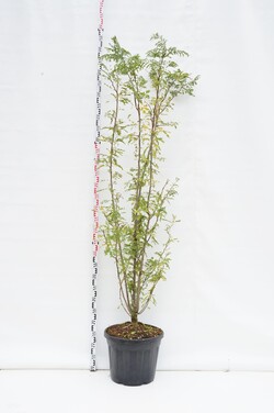 Gledičija tridyglė (Lot Gleditsia triacanthos) C55 200-250 CM