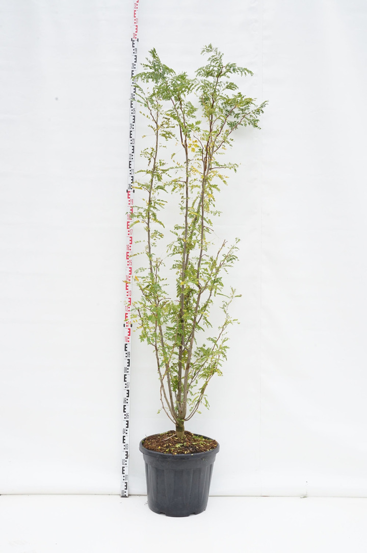Gledičija tridyglė (Lot Gleditsia triacanthos) C55 200-250 CM