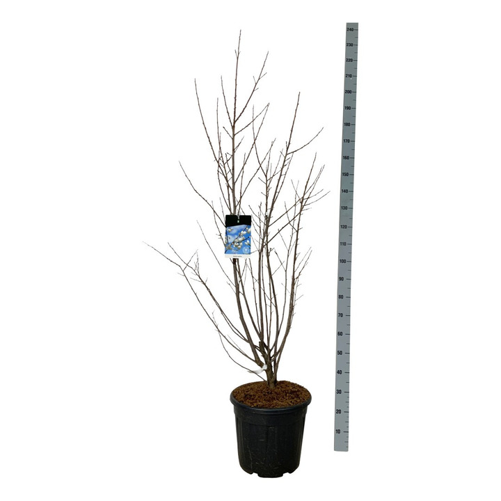 Smulkiažiedis skambenis (Lot Halesia carolina) C30 125-150CM EXTRA