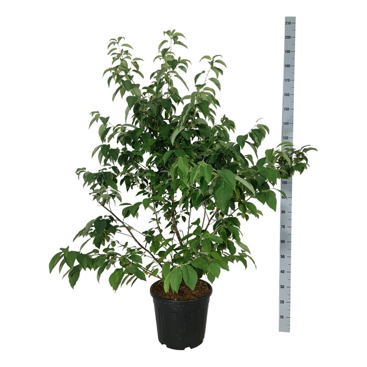 Smulkiažiedis skambenis (Lot Halesia carolina) C30 125-150CM EXTRA