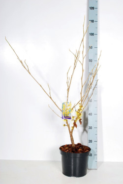 Hamamelis tarpinis (Lot Hamamelis int.) 'Arnold Promise' C5/P23 60-70 CM - nuotrauka 2