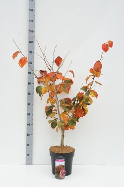 Hamamelis tarpinis (Lot Hamamelis int.) 'Diane' C7/P24 40-50 CM