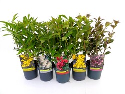 Krūmai MIX (Lot Shrubs in) C1,5/P14 30-40 CM Mix of Cornus, Deutzia, Forsythua, Philadelphus & Weigela - nuotrauka 2