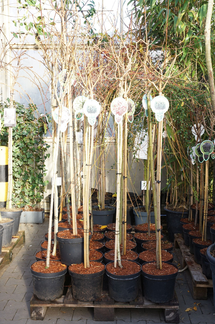 Krūmai MIX (Lot Shrubs in) C7,5 STIEBAS 120 CM 12x5 Different kind of Shrubs