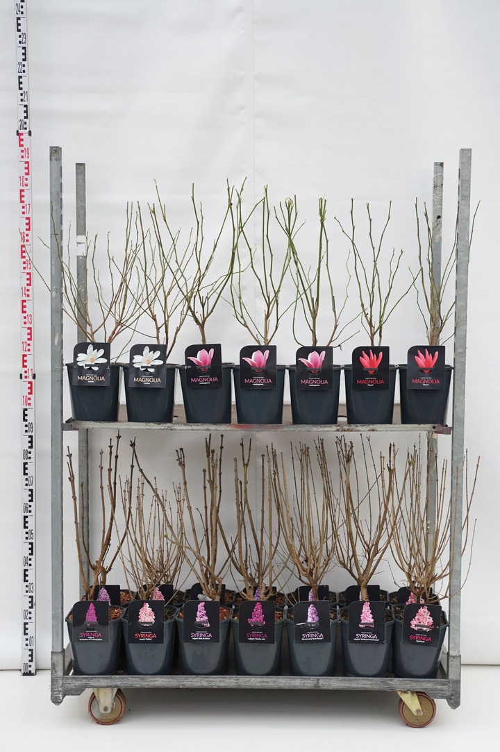 Krūmai MIX (Lot Shrubs in) C4,5/P22 50-60 CM 2x21 Syringa meyeri & vulgaris & 1x21 Magnola in different kind of cultivars
