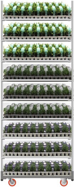 Krūmai MIX (Lot Shrubs in) 6-PACK 1x54 Ilex cren. 'Jenny' +2x54 Lavandula 'White'& 'Blue'