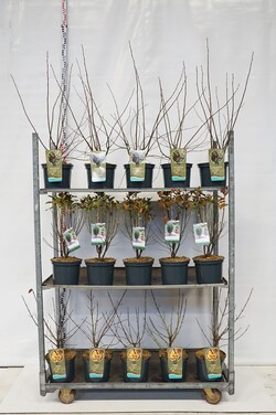Krūmai MIX (Lot Shrubs in) C5/P23 40-60 CM 3x17 Amelanchier lamarckii, Amelanchier 'R. Pillar' & Cornus mas