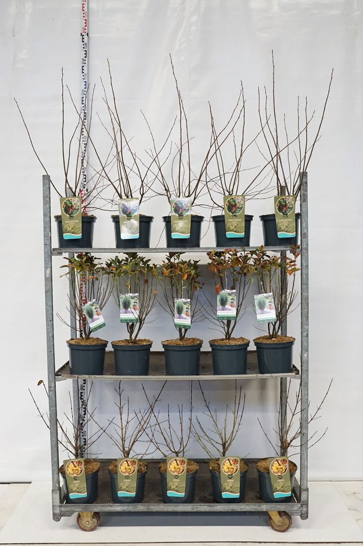 Krūmai MIX (Lot Shrubs in) C5/P23 40-60 CM 3x17 Amelanchier lamarckii, Amelanchier 'R. Pillar' & Cornus mas