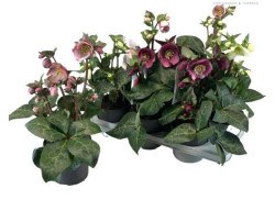Eleboras MIX (Lot Helleborus) 'Frostkiss' C1,5/P15 - nuotrauka 2
