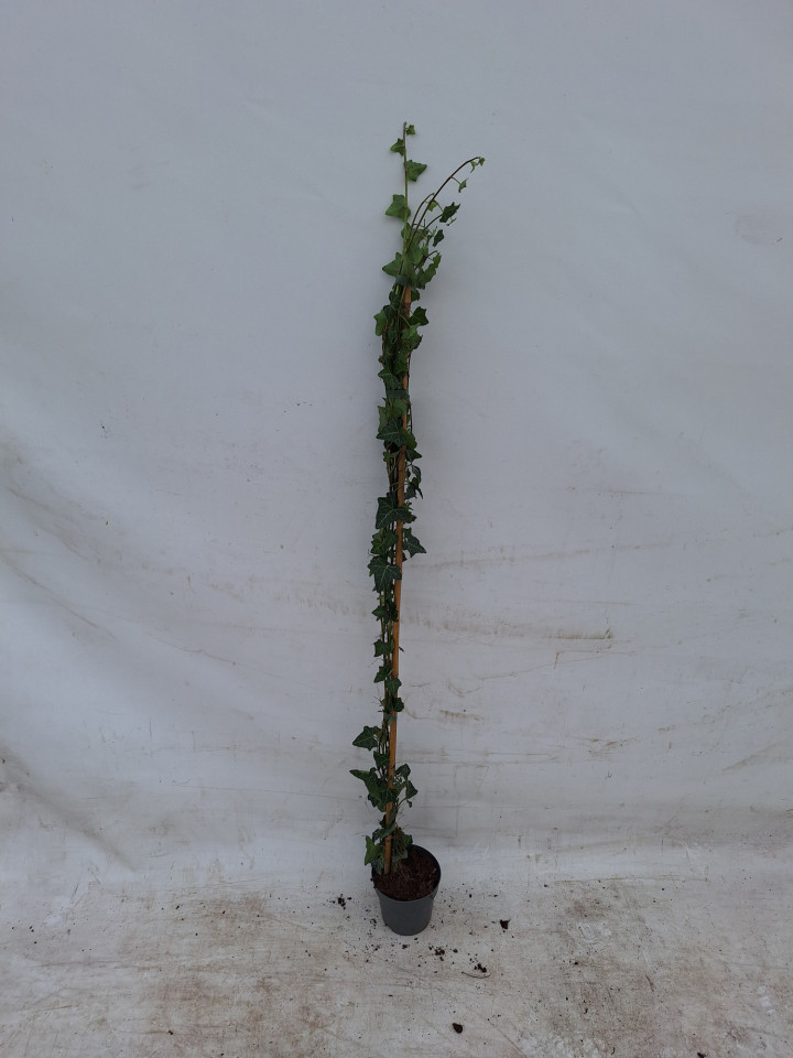 Gebenė lipikė (Lot Hedera helix) C1/P13 100-125 CM 1 STICK