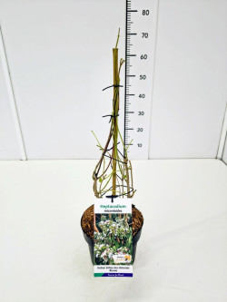 Alyva rudeninė (Lot Heptacodium miconioides) C3/P19 60-80 CM