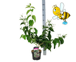 Alyva rudeninė (Lot Heptacodium miconioides) C3/P19 40-60 CM