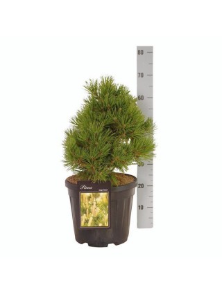 Kalninė Pušis (Lot Pinus Mugo) 'Gnom' C15 40-50CM-PUŠYS-SPYGLIUOČIAI