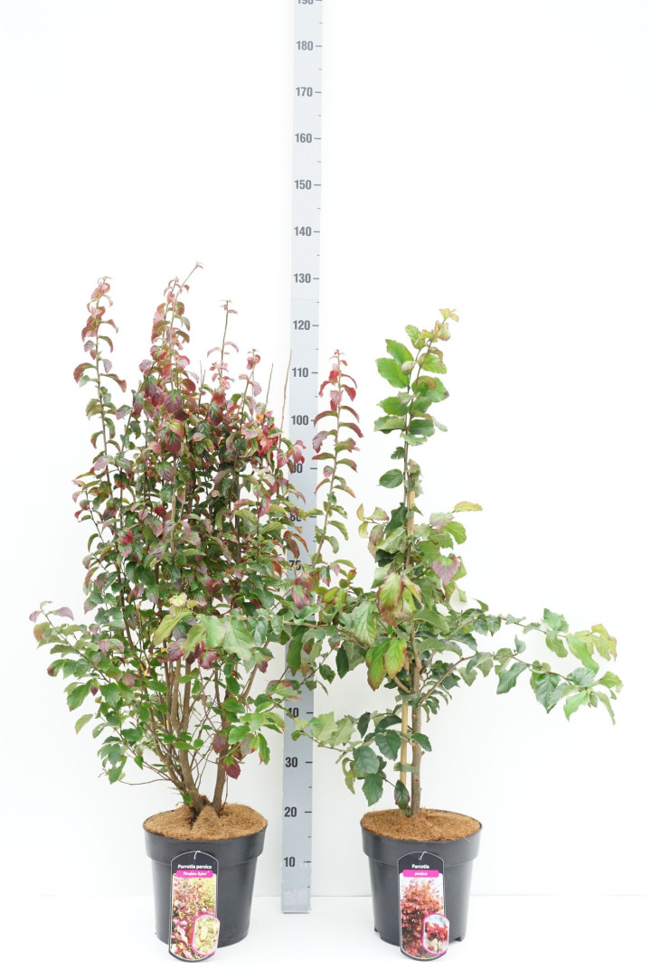 Alyva rudeninė (Lot Heptacodium miconioides) C3/P19 50-60 CM