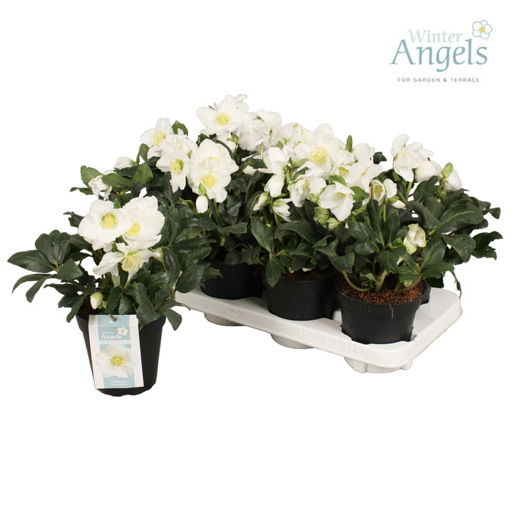 Eleboras baltažiedis (Lot Helleborus niger) C1/P13