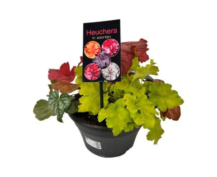 Alūnė MIX (Lot Heuchera in) C5/P23 20-25 CM