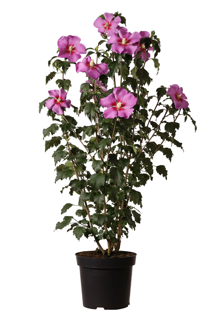 Sirinė kinrožė (Lot Hibiscus syr.) 'Rose Moon' C15 80-100 CM