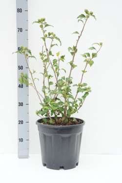 Sirinė kinrožė (Lot Hibiscus syr.) 'Hamabo' C10 60-80 CM