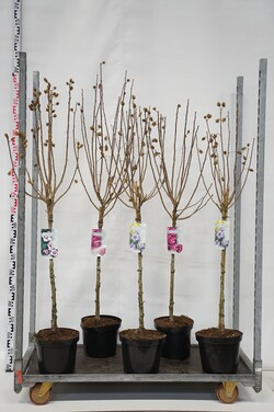 Kinrožė syriacus (Lot Hibiscus syriacus) C7,5 STIEBAS 60 CM Rootball potted! - 2x6 'Hamabo'& 'Woodbridge'& 8x 'Marina'