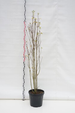Sirinė kinrožė (Lot Hibiscus syr.) 'Lavender Chiffon' C30 125-150 CM